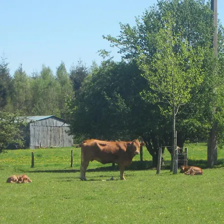 Beautiful Near Forest In Apartament